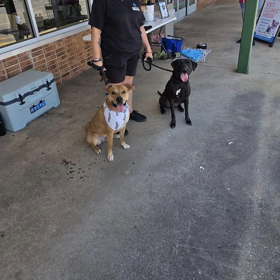 Rico, a Adoptable mixed breed in Hickory, NC image 3/6