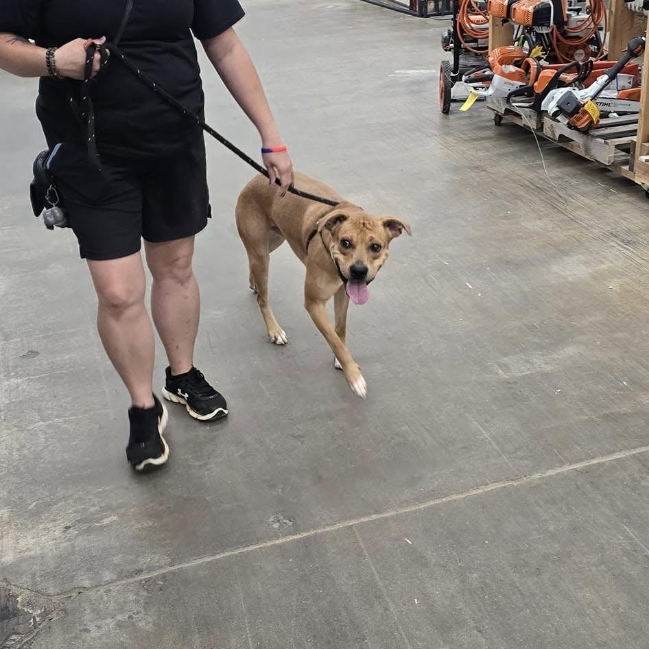 Rico, a Adoptable mixed breed in Hickory, NC image 4/6