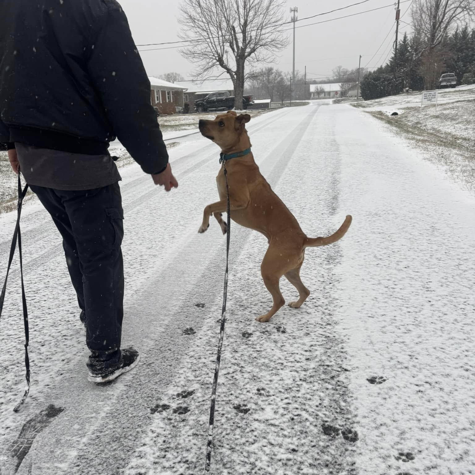 Rico, a Adoptable mixed breed in Hickory, NC image 5/6