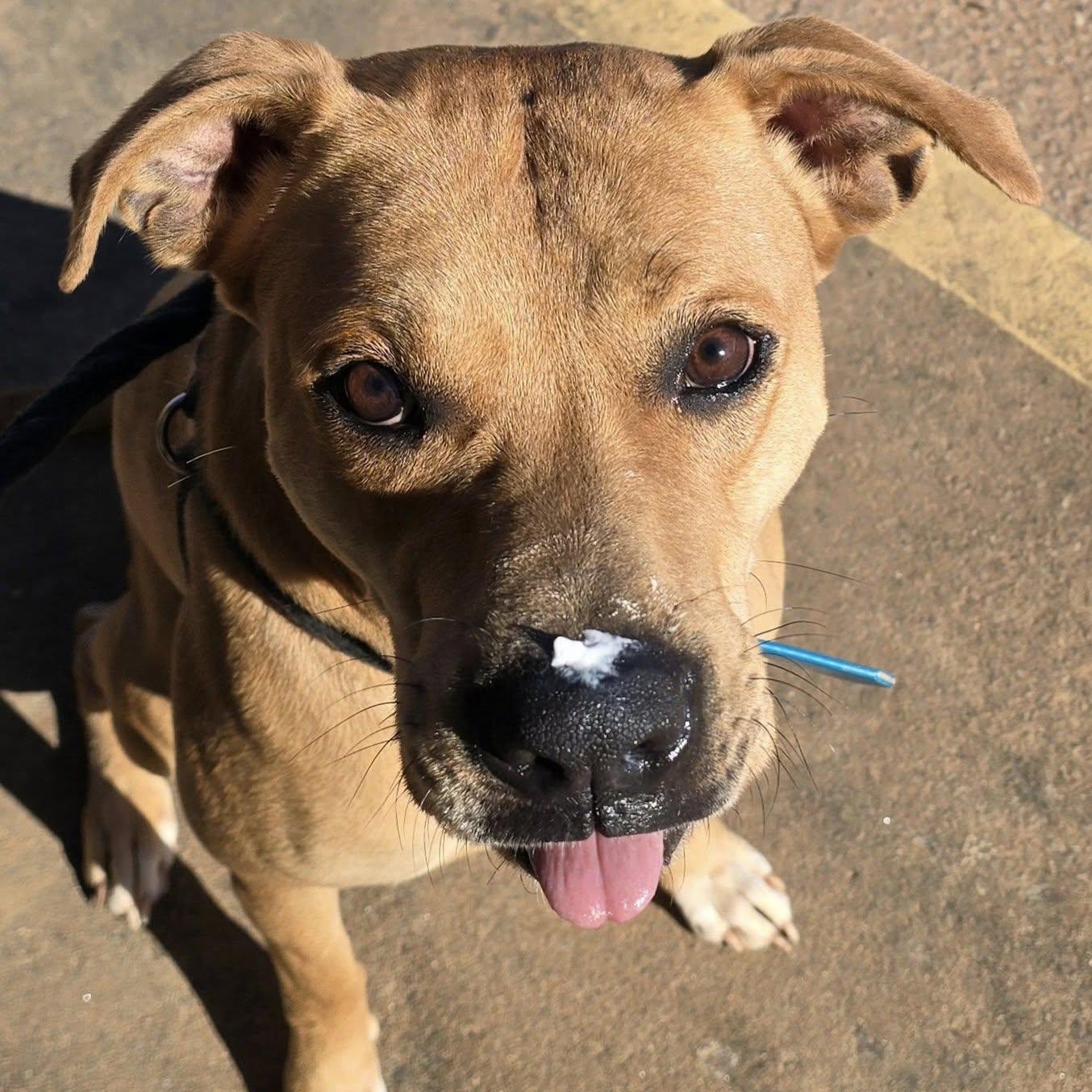 Rico, a Adoptable mixed breed in Hickory, NC image 6/6