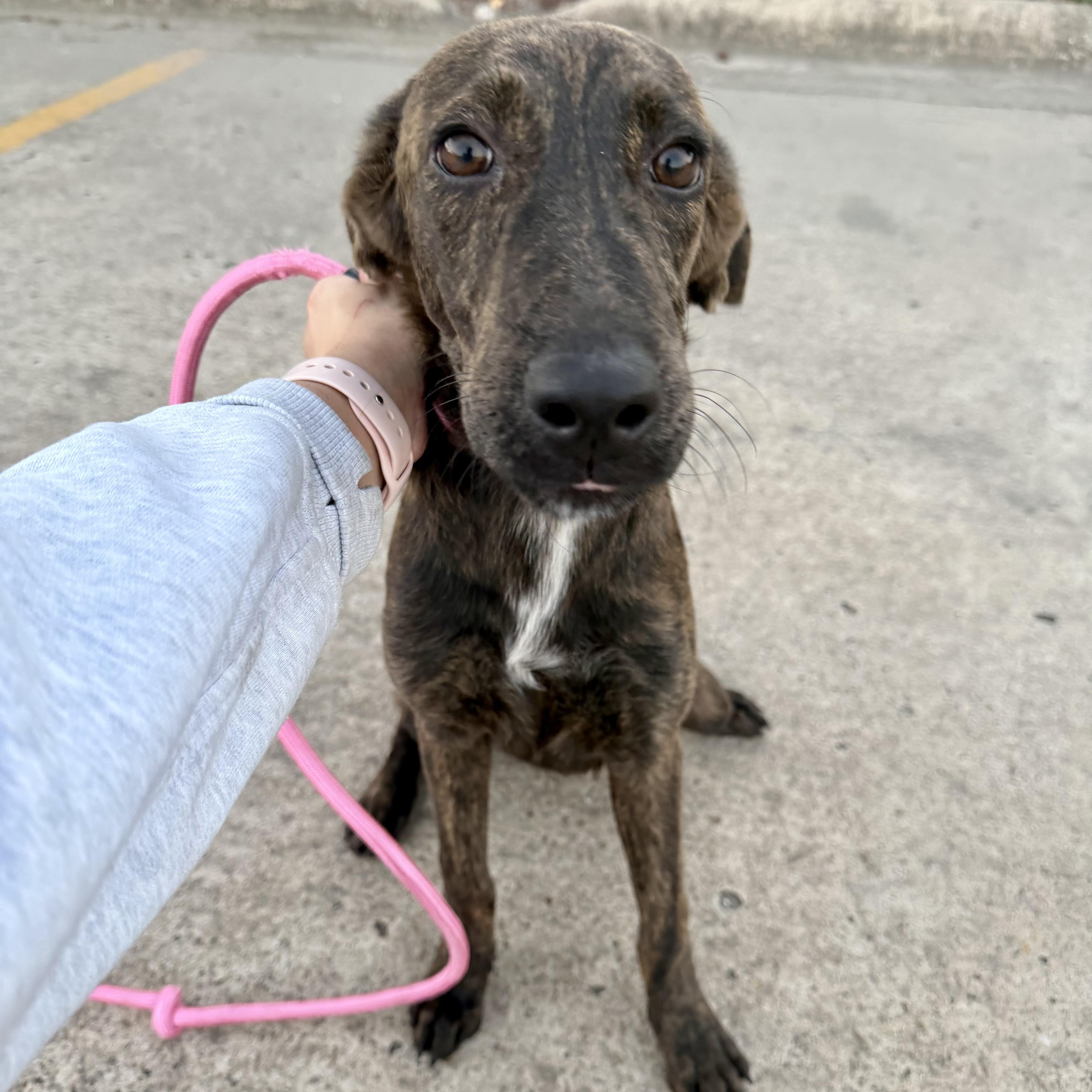 Enlarge Andi, a Adoptable mixed breed in Scarsdale, NY image 4/5