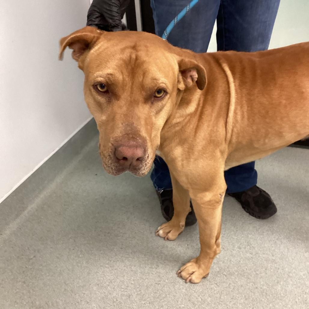 Enlarge Optimus, a Adoptable mixed breed in Abilene, TX image 1/5