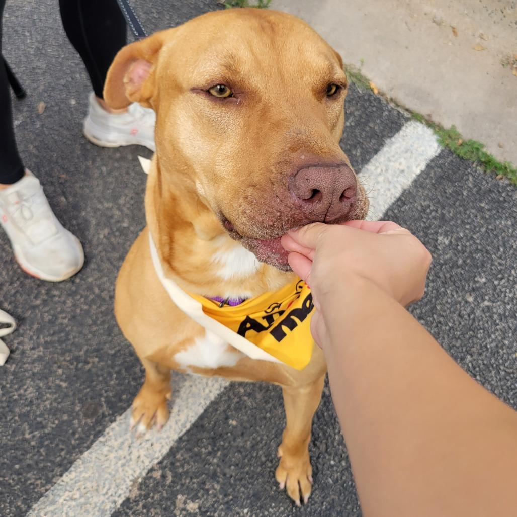 Optimus, a Adoptable mixed breed in Abilene, TX image 2/6