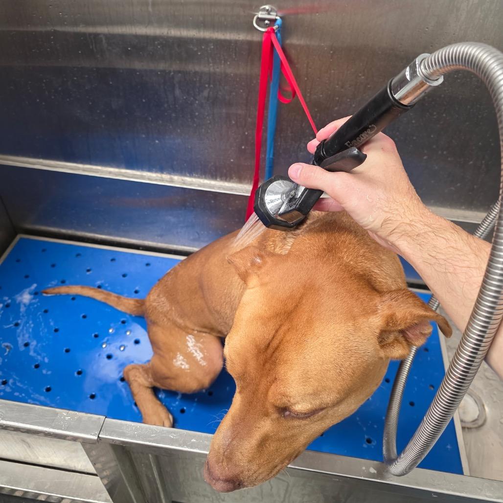 Enlarge Optimus, a Adoptable mixed breed in Abilene, TX image 2/6