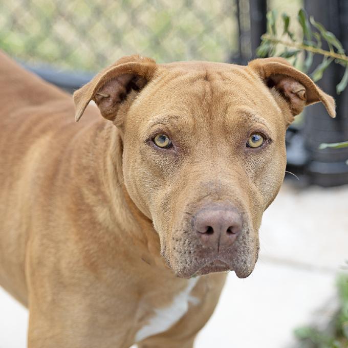 Enlarge Optimus, a Adoptable mixed breed in Abilene, TX image 2/5