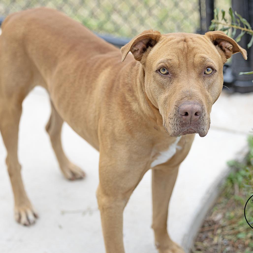 Enlarge Optimus, a Adoptable mixed breed in Abilene, TX image 3/5
