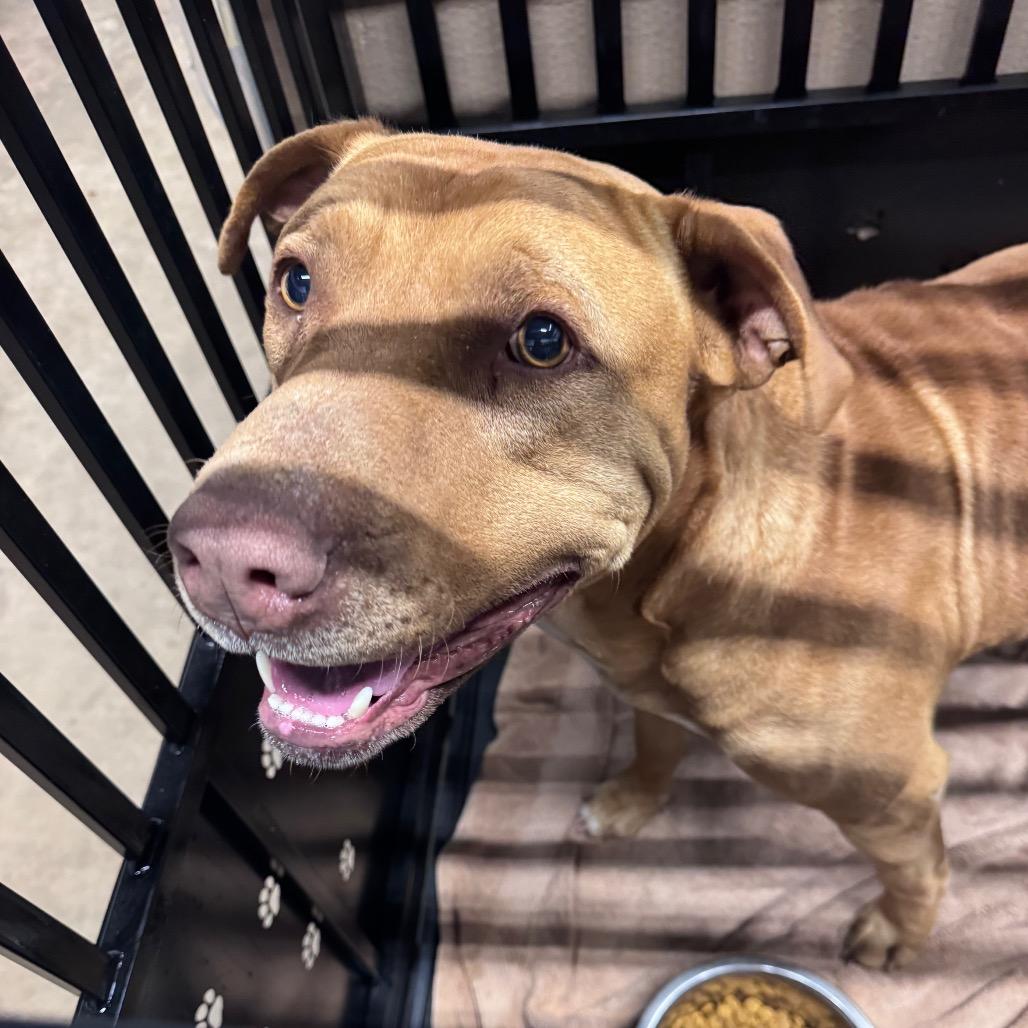 Enlarge Optimus, a Adoptable mixed breed in Abilene, TX image 4/5