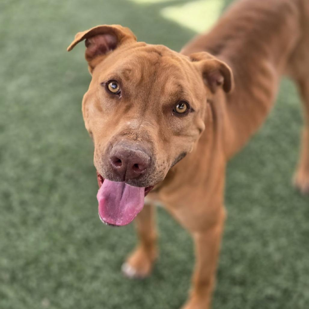 Optimus, a Adoptable mixed breed in Abilene, TX image 5/6