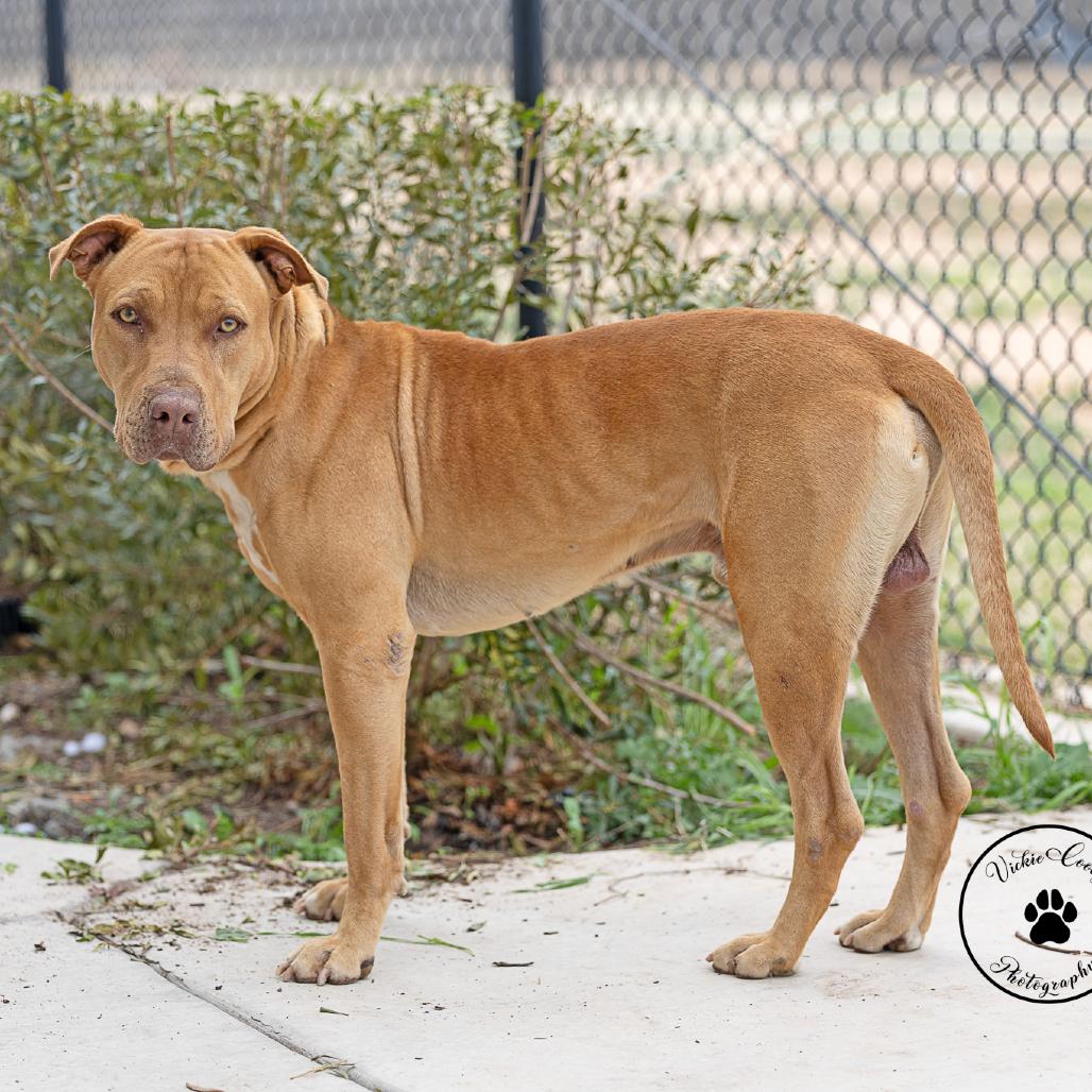 Enlarge Optimus, a Adoptable mixed breed in Abilene, TX image 5/5