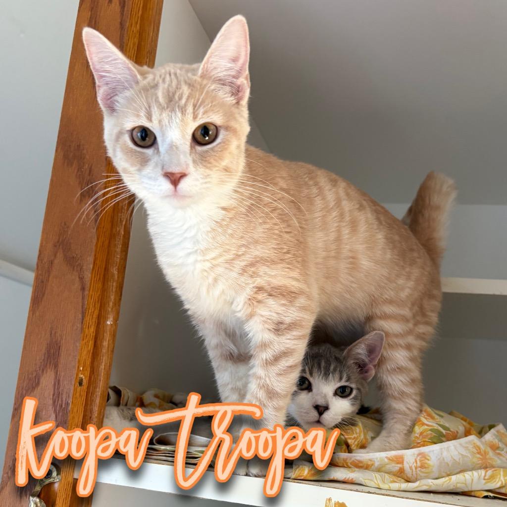 Enlarge Koopa Troopa, a Adoptable Domestic Short Hair in Hillsboro, OH image 1/1