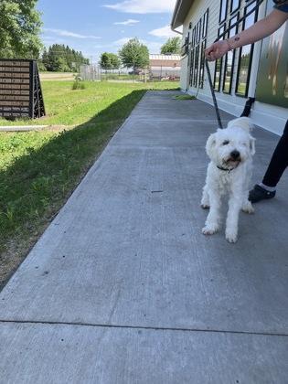 Jaxx, Adoptable, Adult Male Poodle & Maltese.