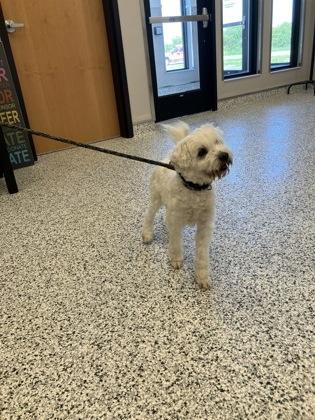 Jaxx, a Adoptable mixed breed in Fergus Falls, MN image 2/3