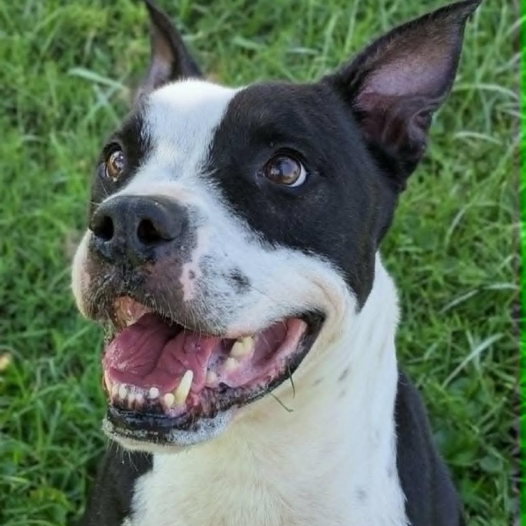 Shaka, Adoptable, Adult Male Mixed Breed.