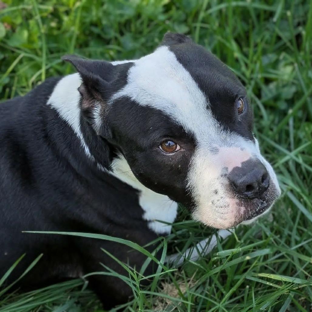 Enlarge Shaka, a Adoptable Mixed Breed in Jeffersonville, IN image 2/3