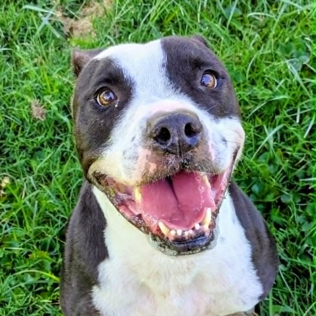 Enlarge Shaka, a Adoptable Mixed Breed in Jeffersonville, IN image 3/3