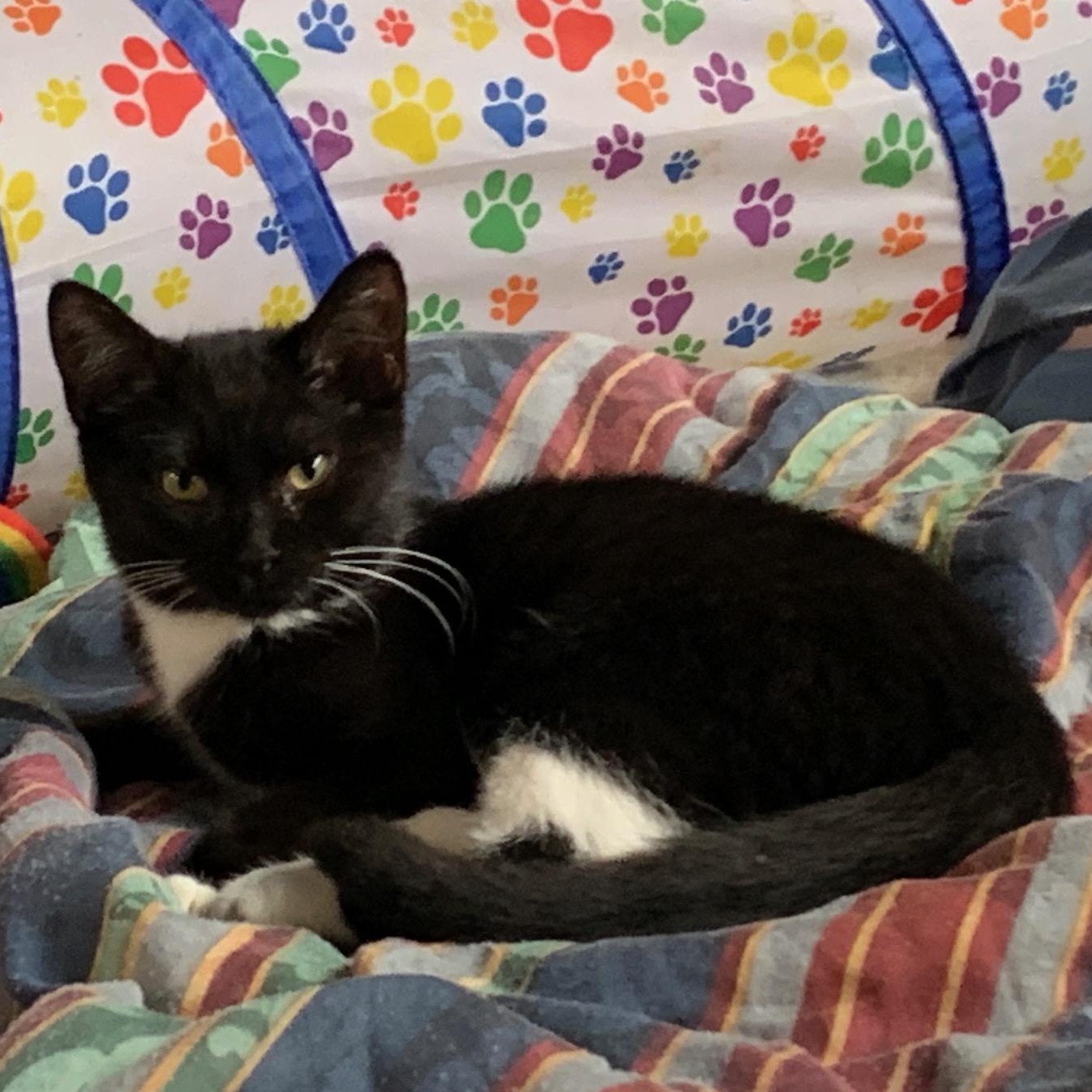 Aspen, Adoptable, Kitten Female Domestic Short Hair.