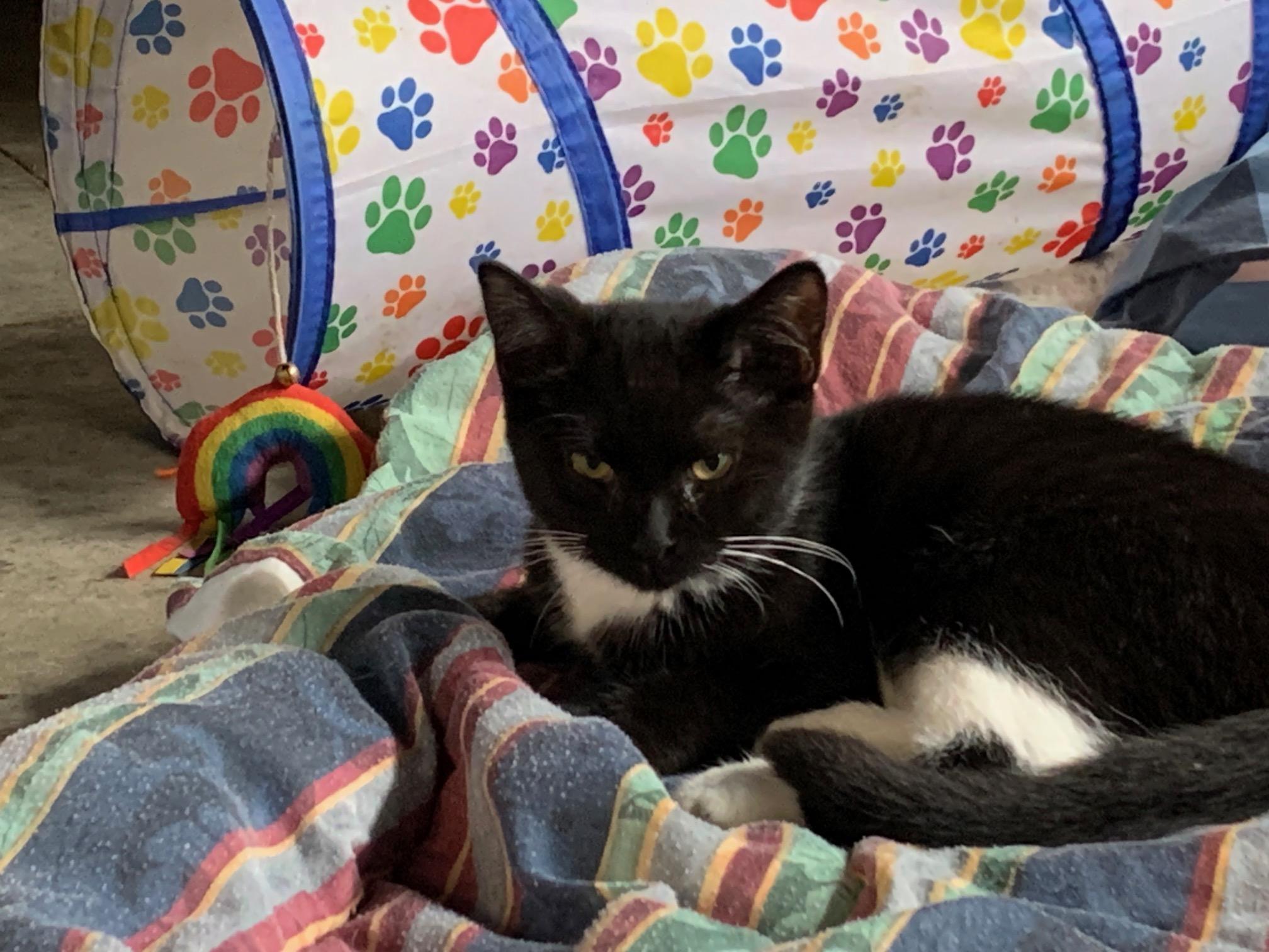 Enlarge Aspen, a Adoptable Domestic Short Hair in Stockholm, WI image 5/5