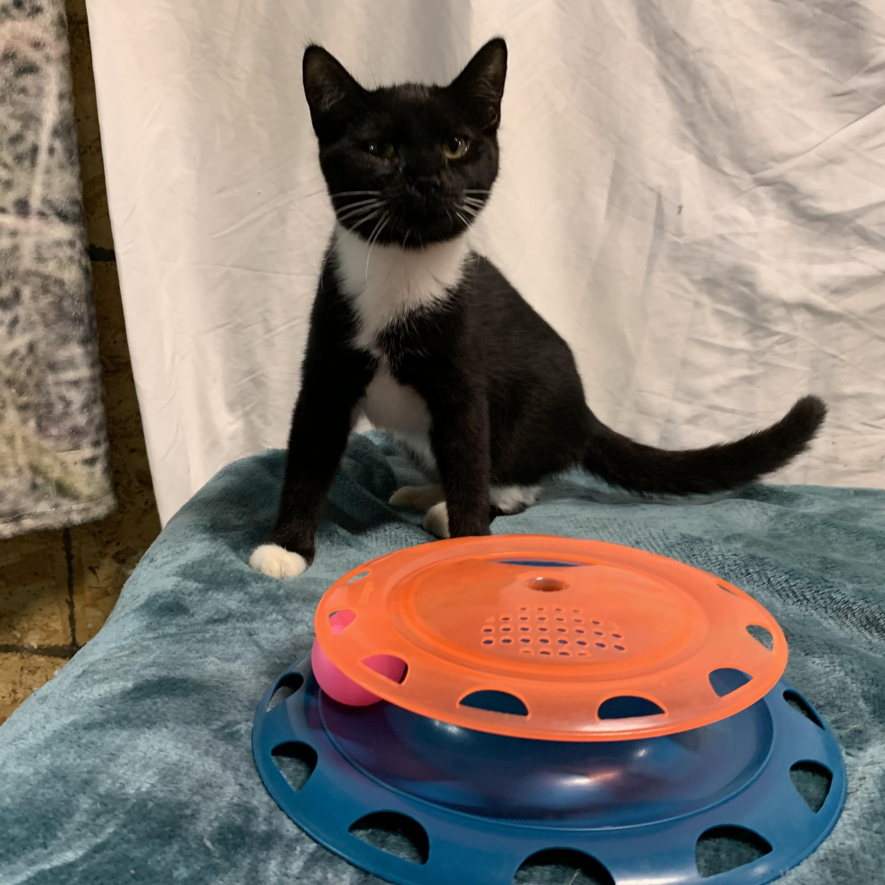 Enlarge Aspen, a Adoptable Domestic Short Hair in Stockholm, WI image 3/5