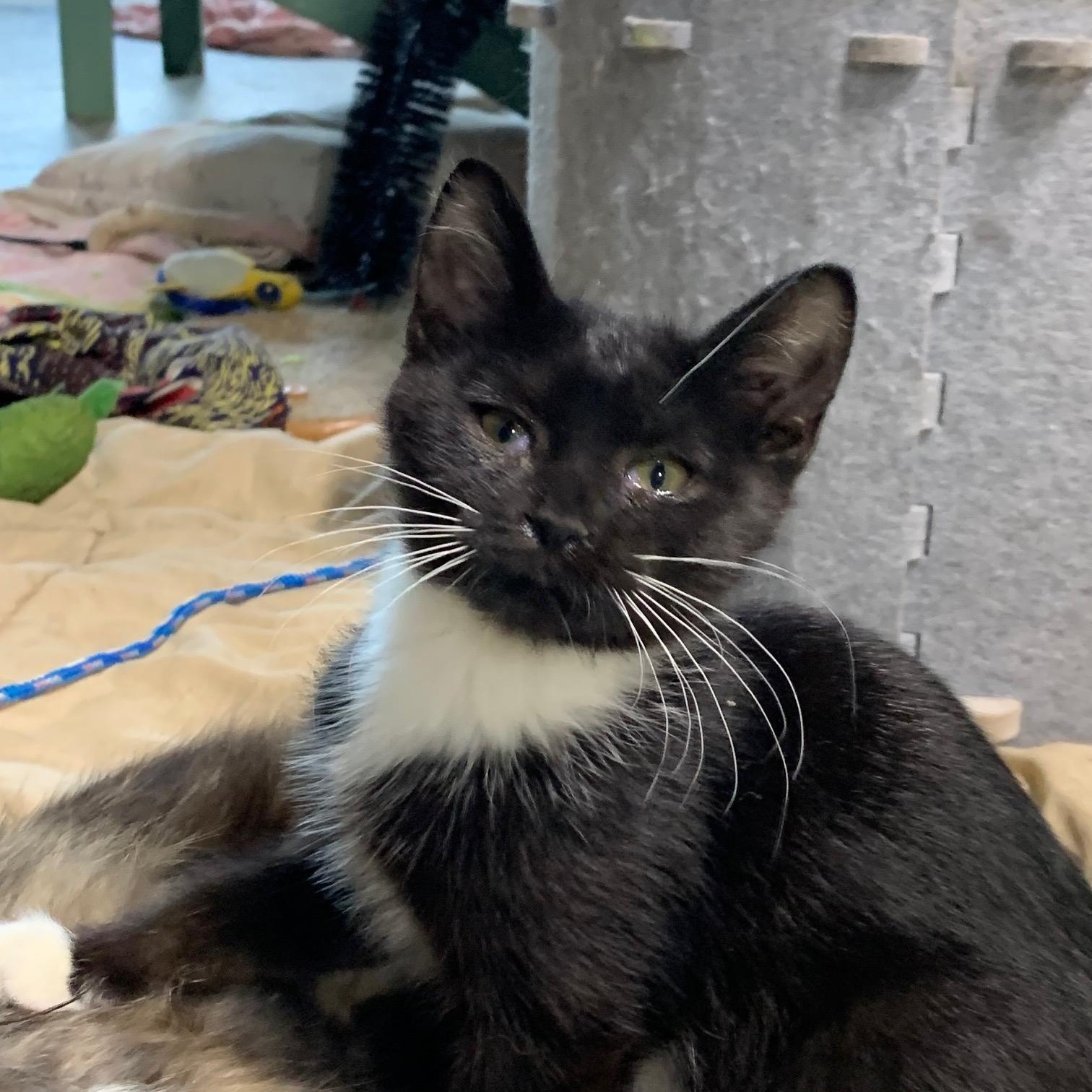 Enlarge Aspen, a Adoptable Domestic Short Hair in Stockholm, WI image 2/5