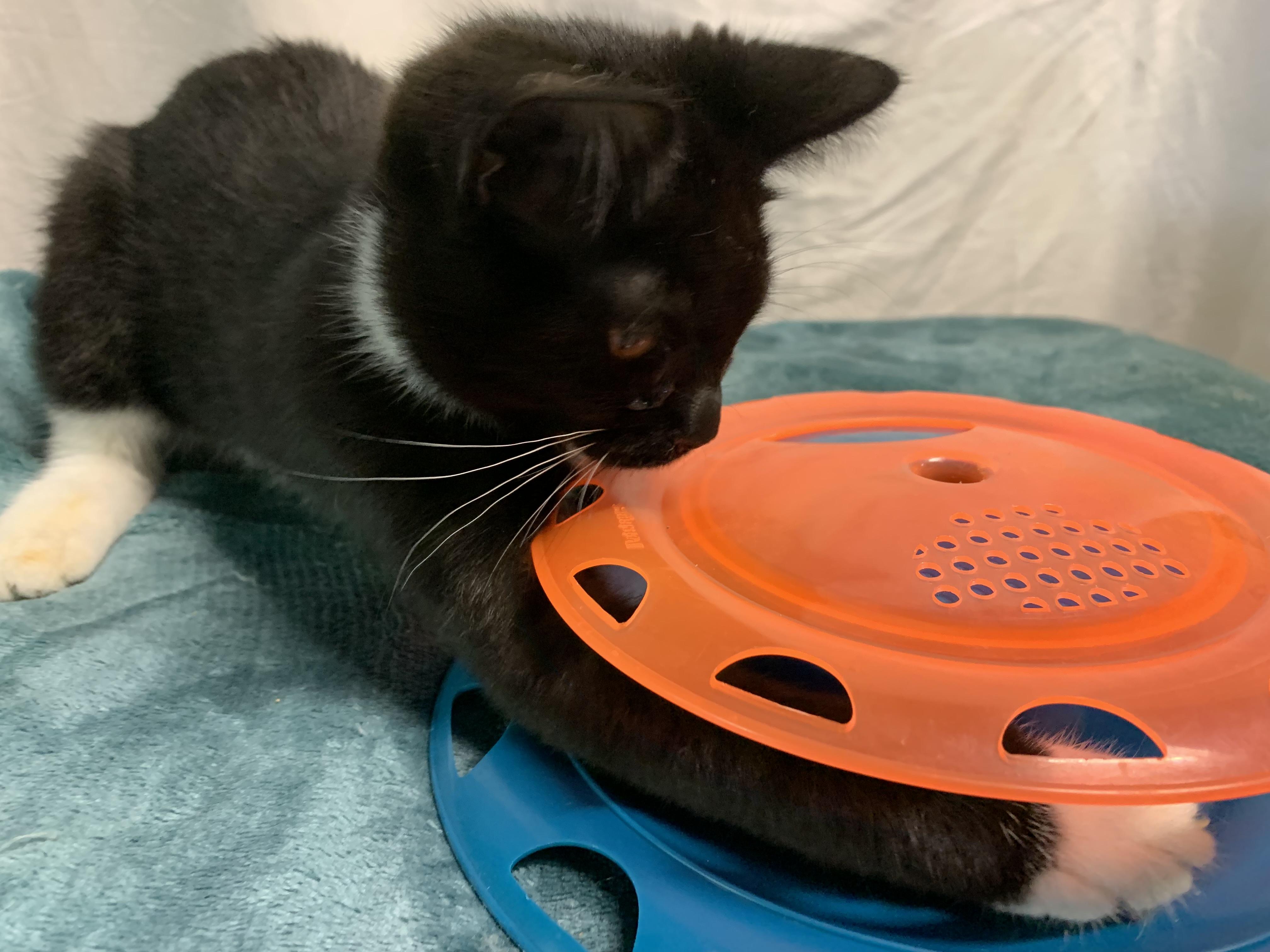 Enlarge Aspen, a Adoptable Domestic Short Hair in Stockholm, WI image 4/5