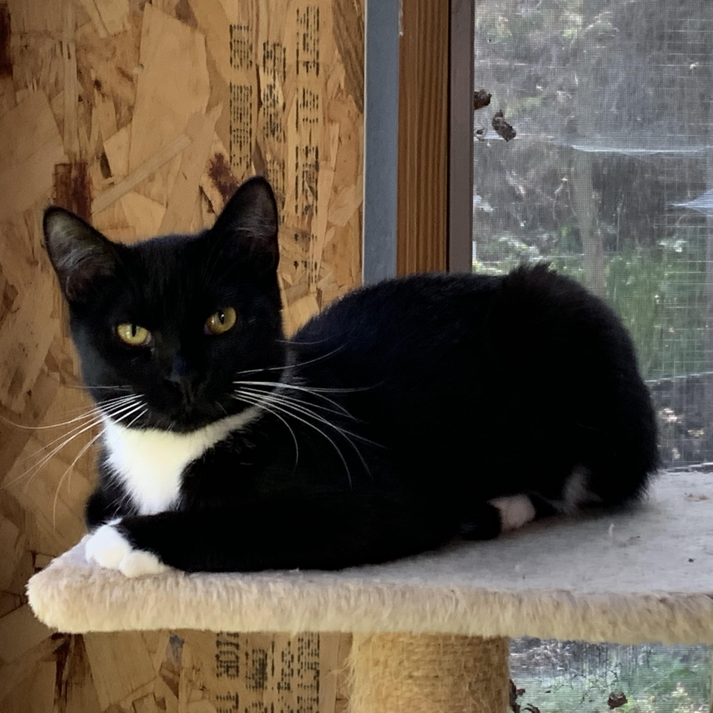 Aspen, Adoptable, Young Female Domestic Short Hair.