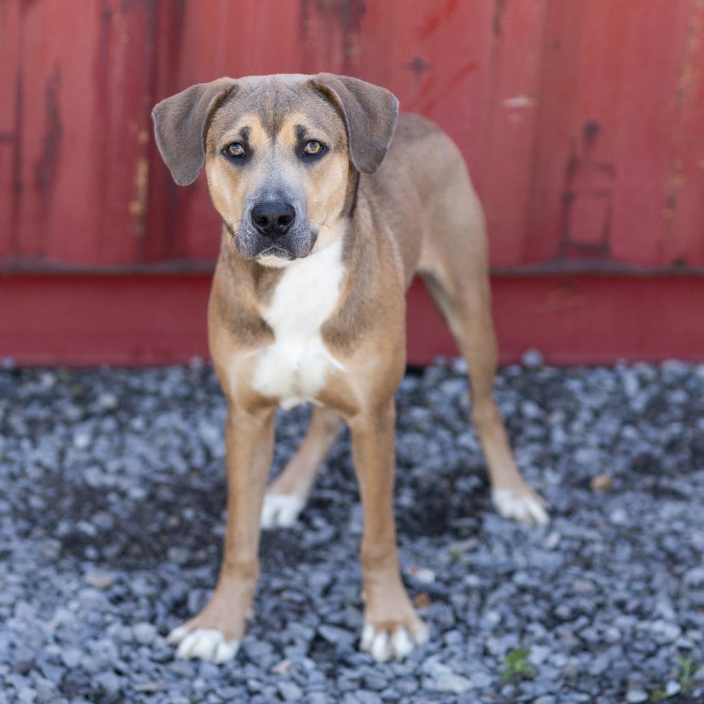 Enlarge Carl, a ADOPTABLE Mixed Breed in Cape Girardeau, MO image 2/3