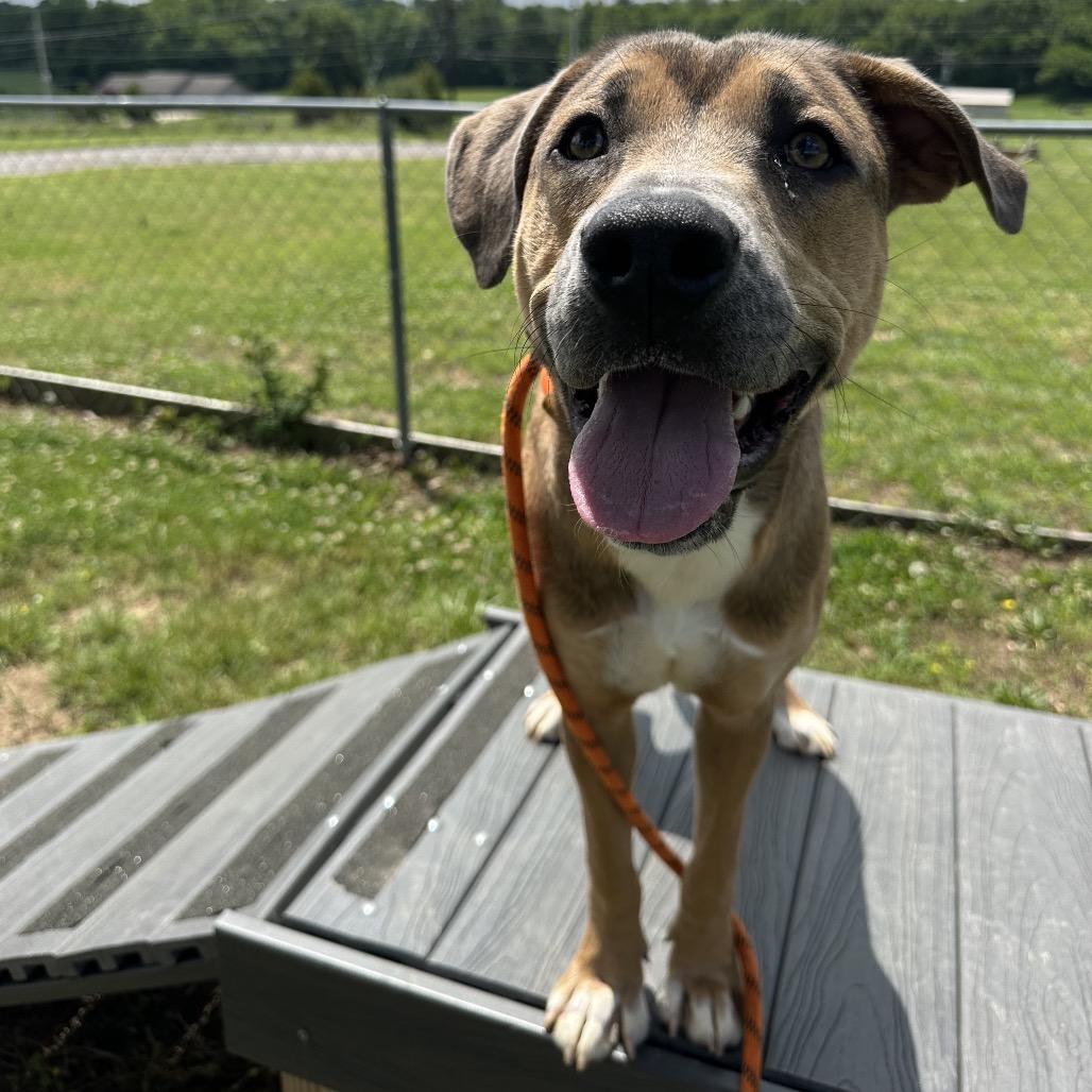 Enlarge Carl, a ADOPTABLE Mixed Breed in Cape Girardeau, MO image 3/3