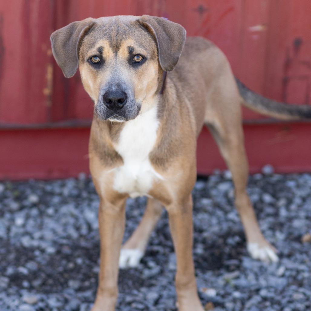 Enlarge Carl, a ADOPTABLE Mixed Breed in Cape Girardeau, MO image 1/3