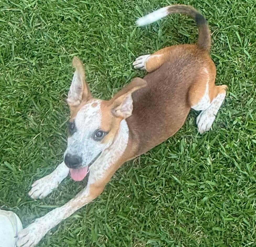 Enlarge Notty, a ADOPTABLE Mixed Breed in Northwood, NH image 2/4