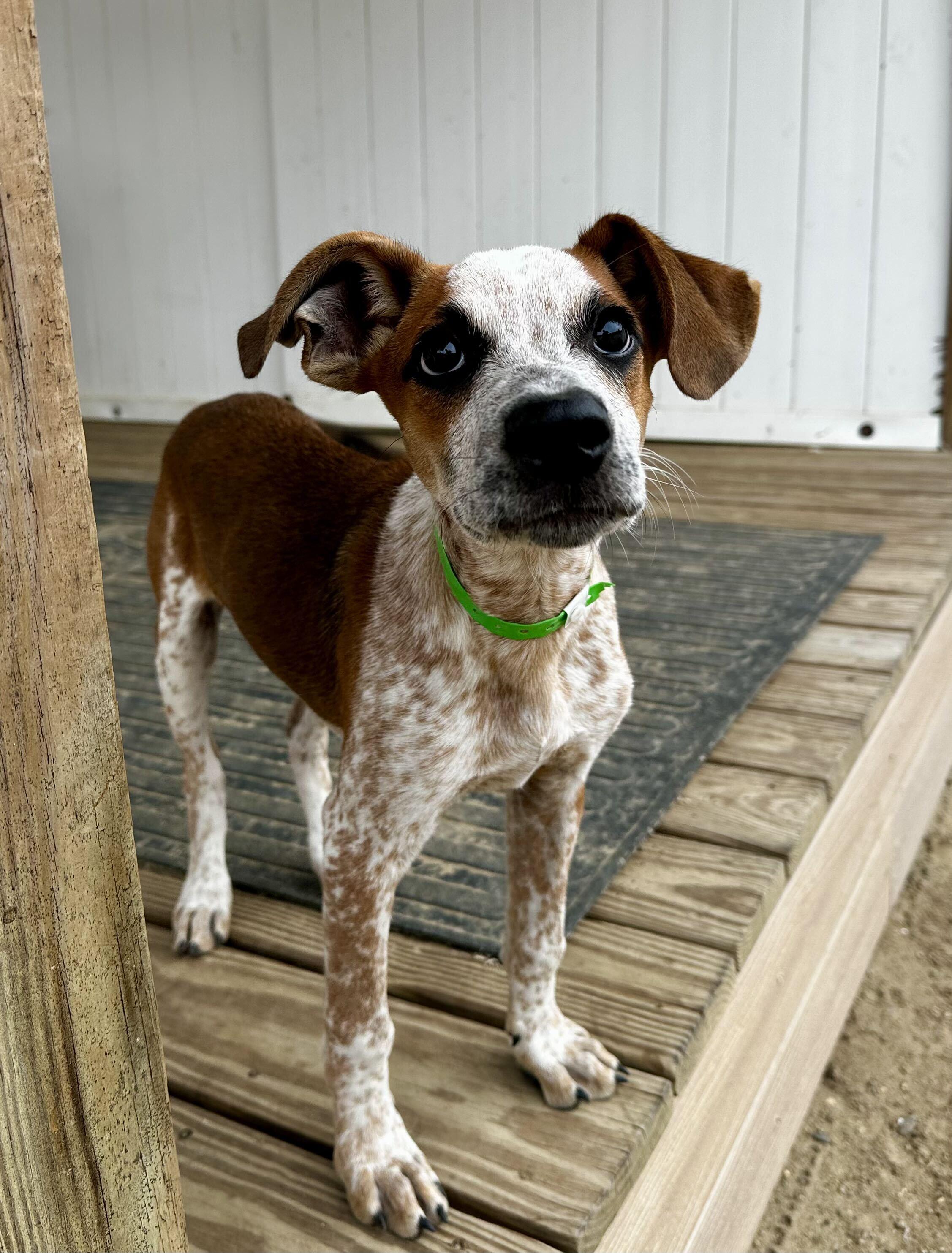 Enlarge Notty HERE IN NH, a Adoptable Mixed Breed in Northwood, NH image 2/2