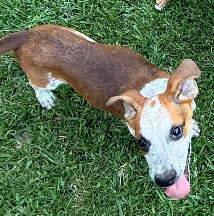 Enlarge Notty, a ADOPTABLE Mixed Breed in Northwood, NH image 3/4
