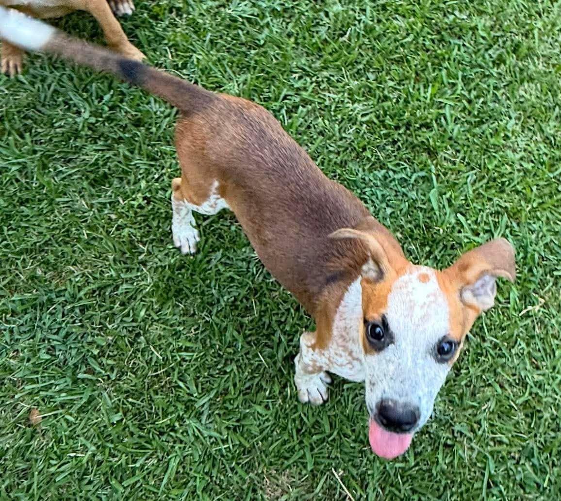 Notty, ADOPTABLE, Puppy Male Mixed Breed.