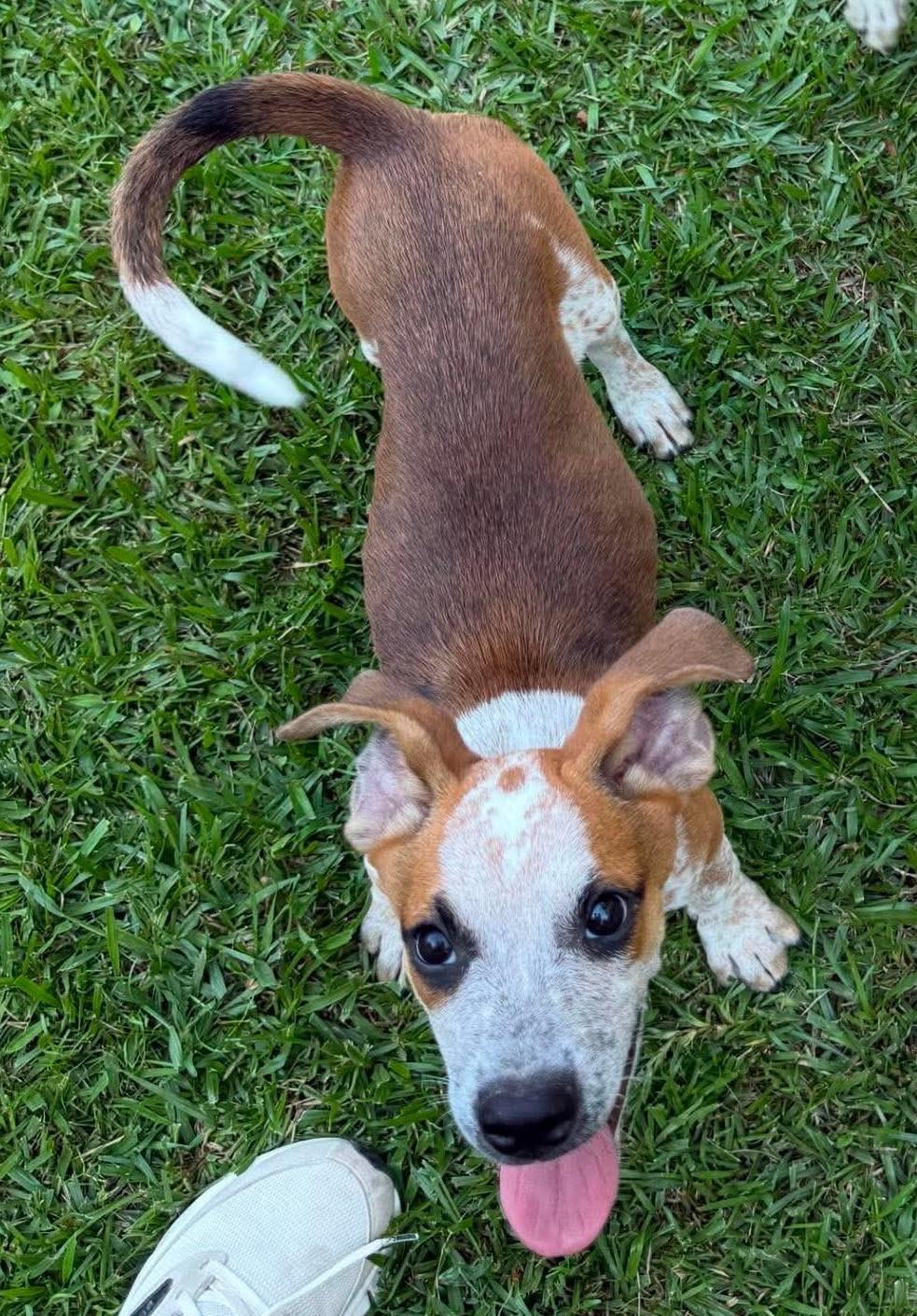 Enlarge Notty, a ADOPTABLE Mixed Breed in Northwood, NH image 4/4