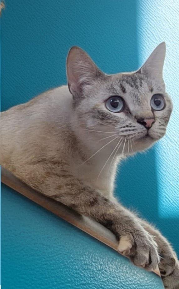 Enlarge Buttermilk, an adopted mixed breed in Syosset, NY image 2/6