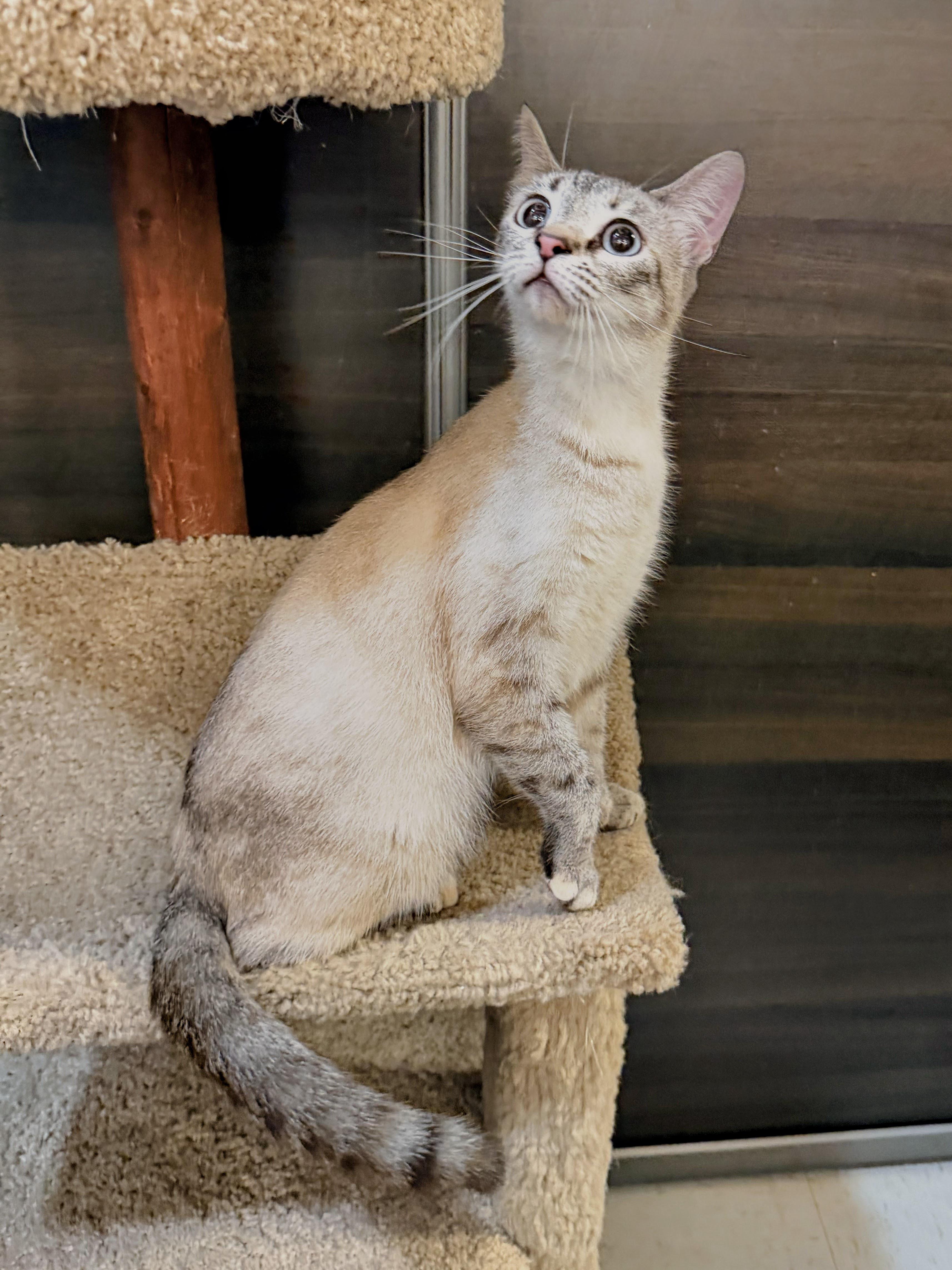 Enlarge Buttermilk, an adopted mixed breed in Syosset, NY image 6/6