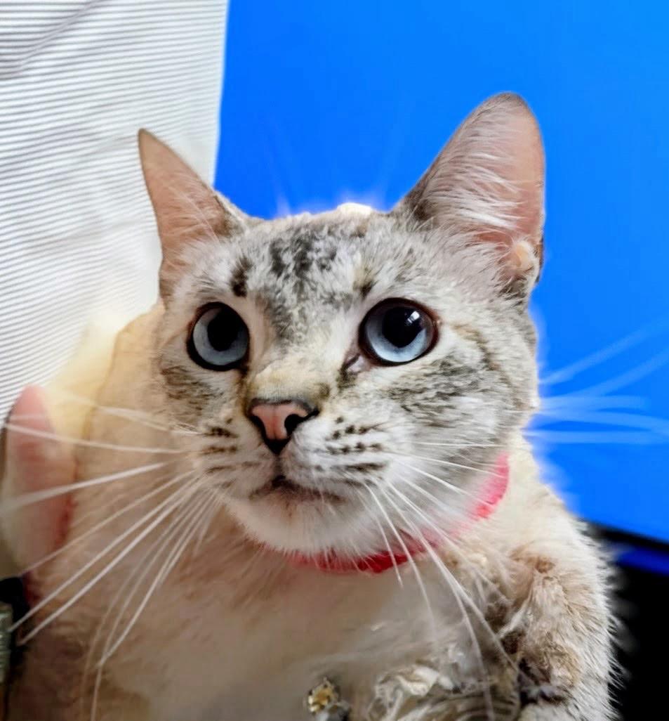 Buttermilk, adopted, Kitten Female Siamese & Burmese.