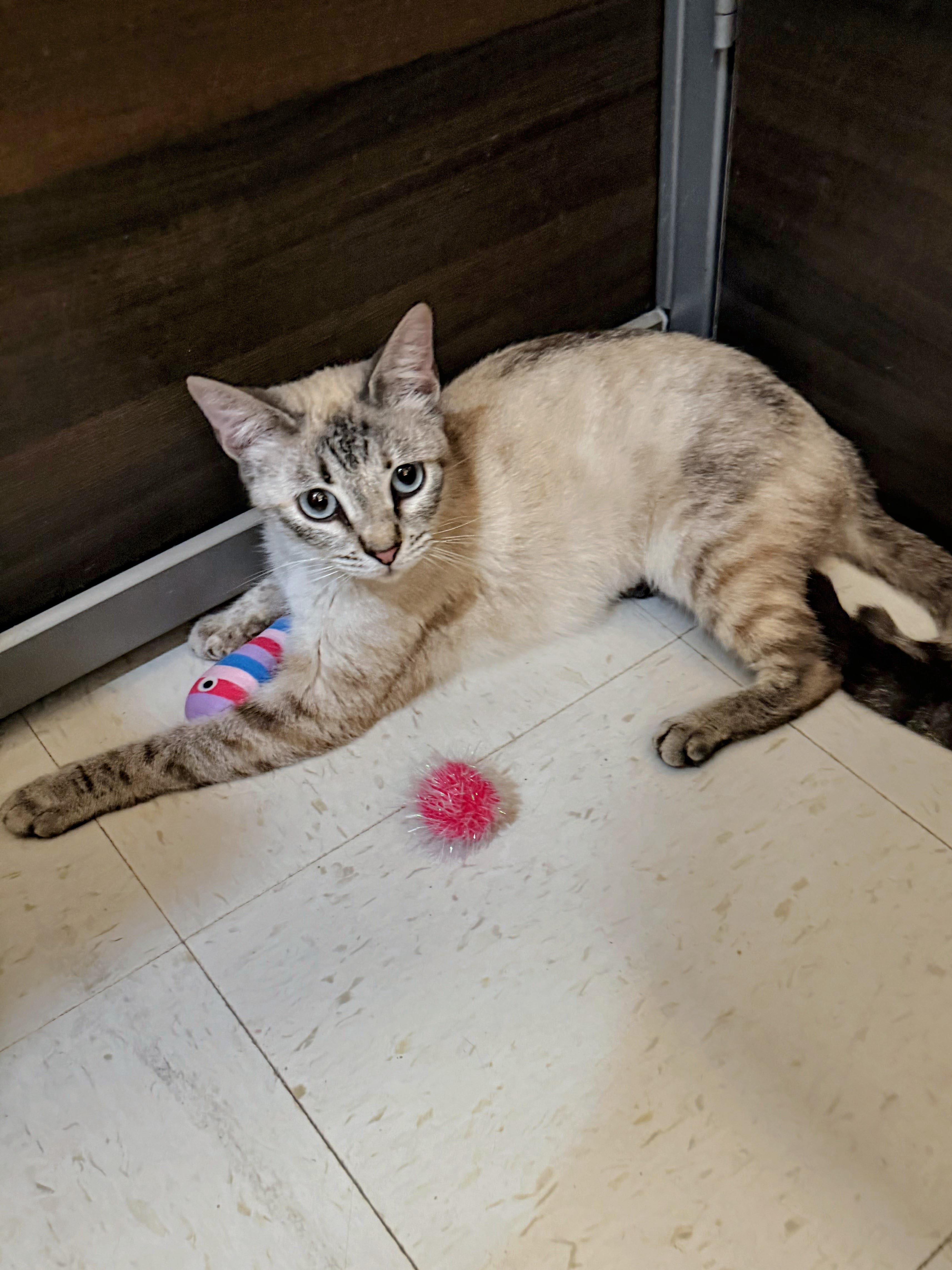 Enlarge Buttermilk, an adopted mixed breed in Syosset, NY image 4/6