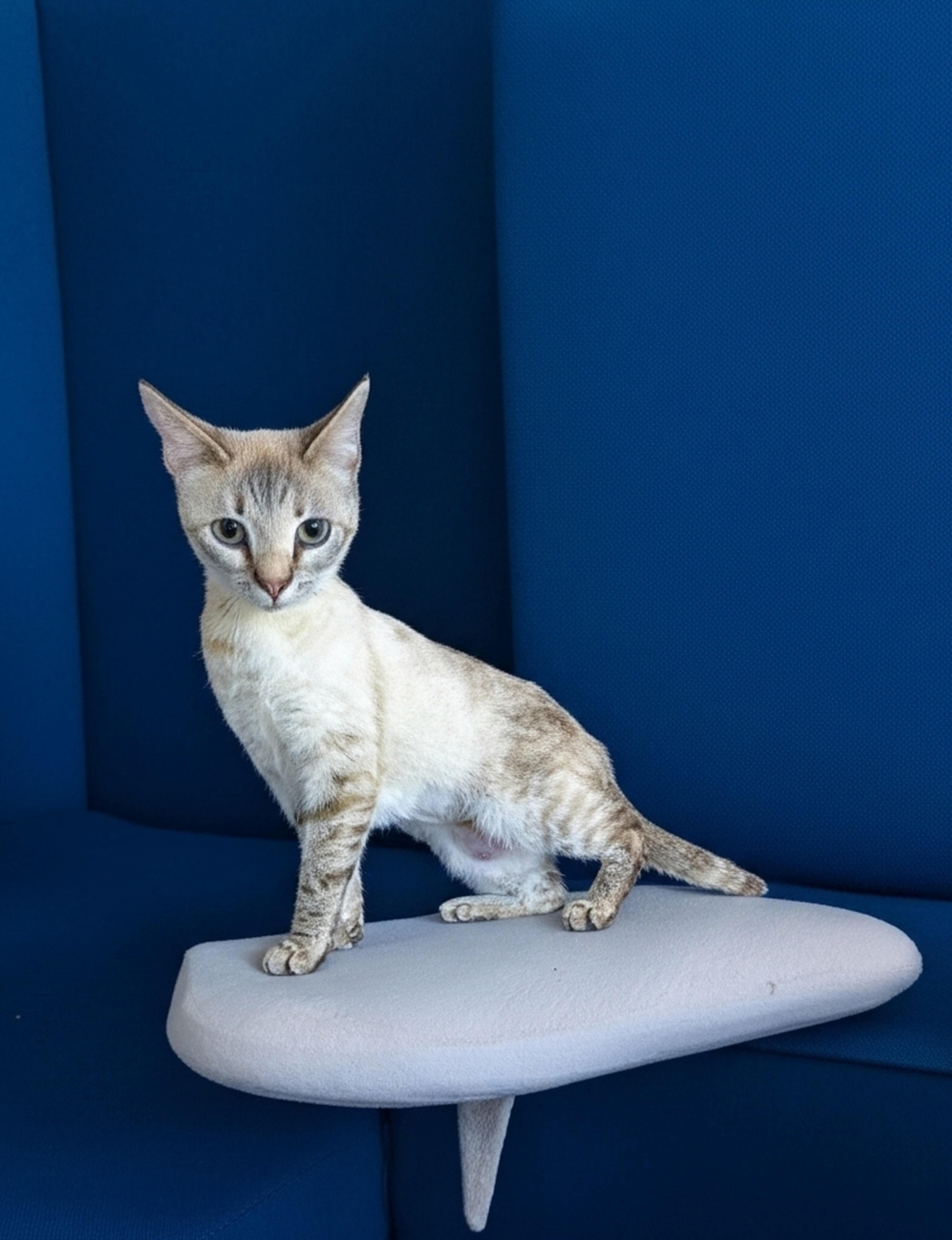 Enlarge Buttermilk, an adopted mixed breed in Syosset, NY image 3/6