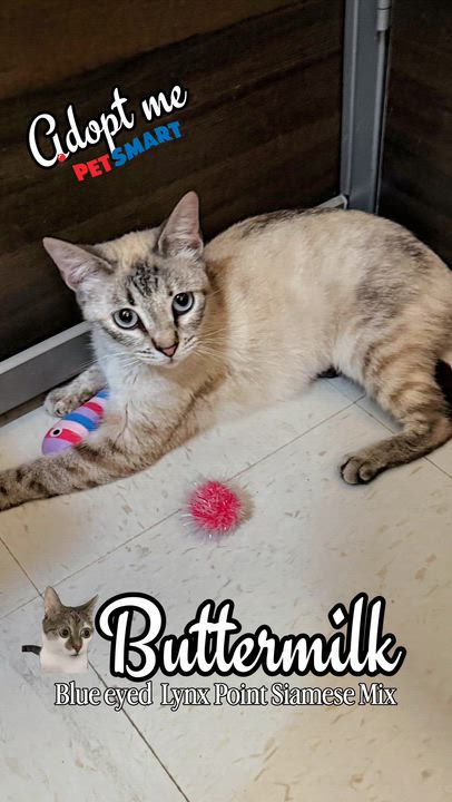 Enlarge Buttermilk, an adopted mixed breed in Syosset, NY video 5/6