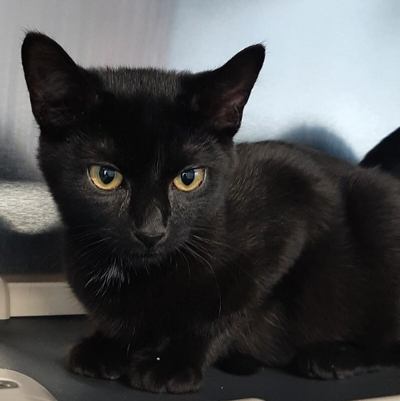 Enlarge Sleepy, a Adoptable mixed breed in Georgetown, OH image 1/2