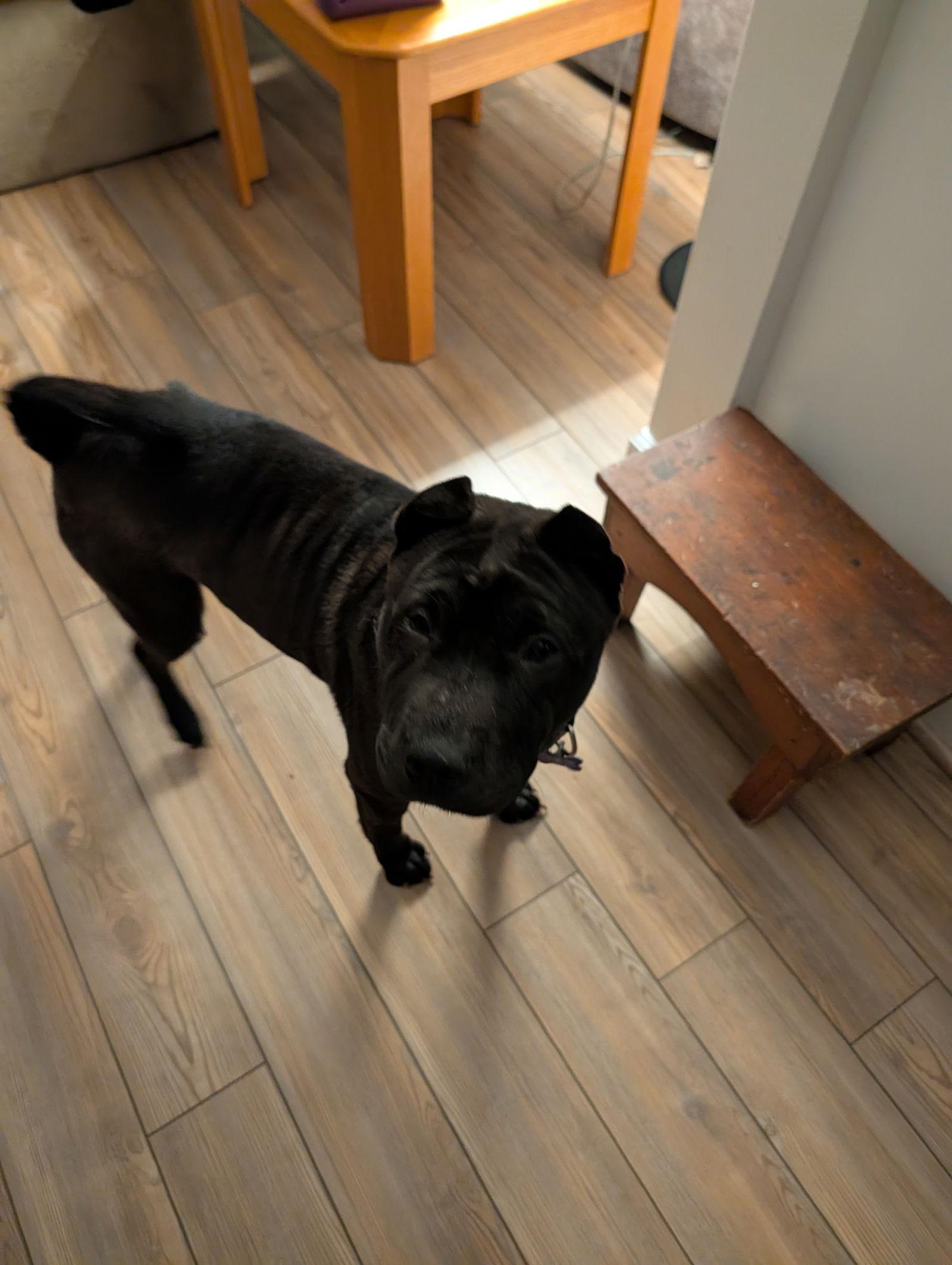 Rollie, Adoptable, Adult Female Shar-Pei.