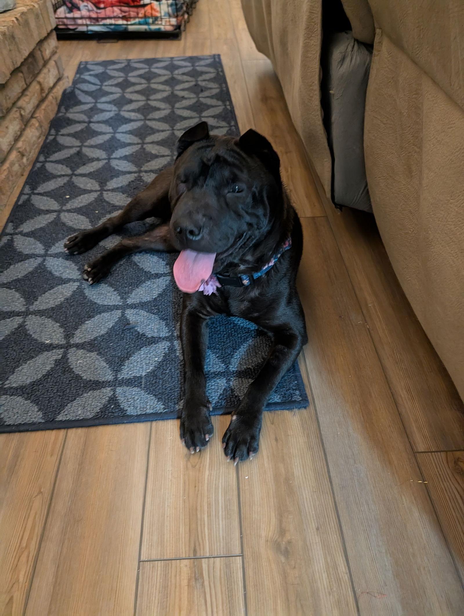 Enlarge Rollie, a Adoptable Shar-Pei in St. Louis, MO image 2/3