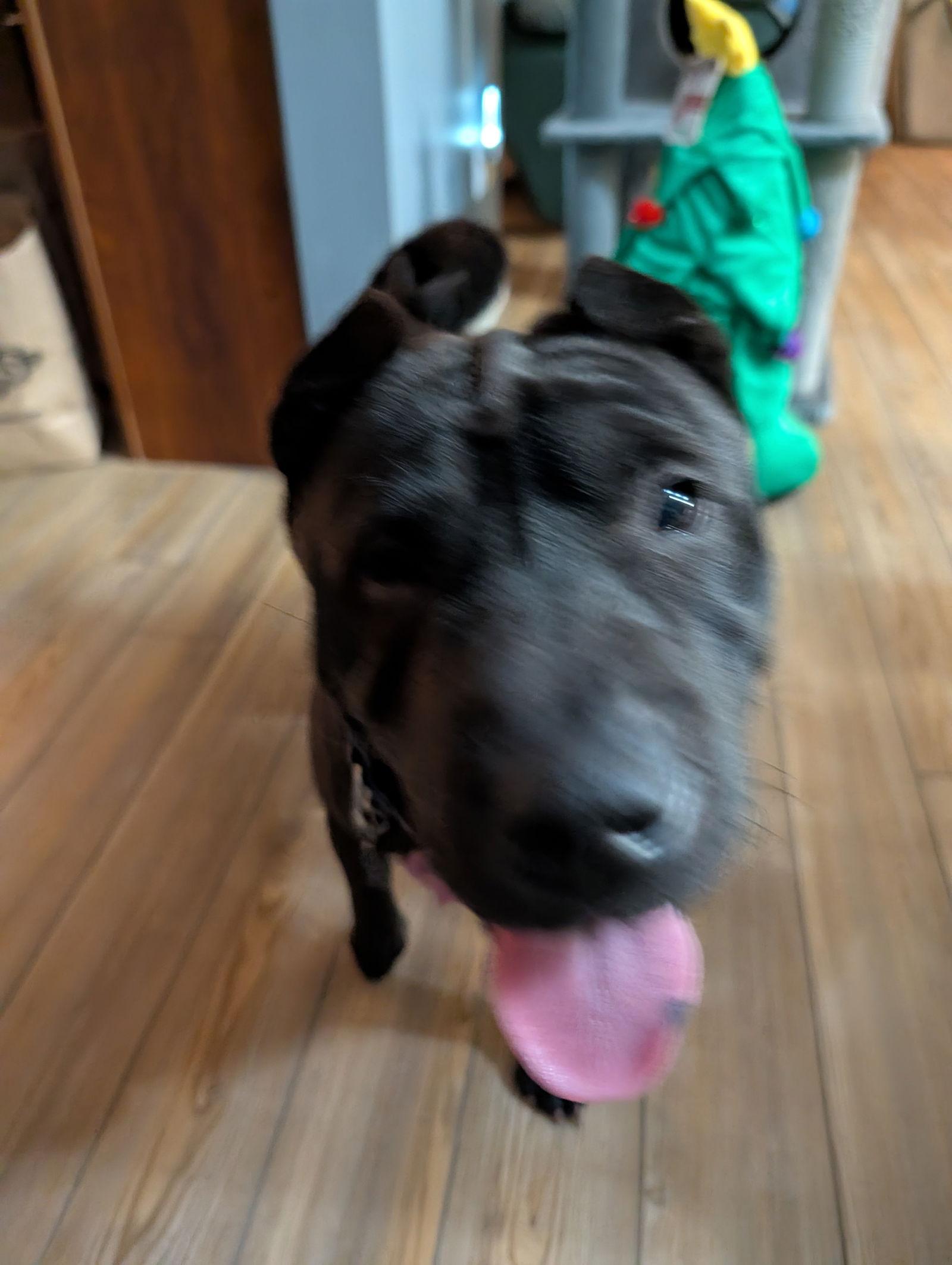 Enlarge Rollie, a Adoptable Shar-Pei in St. Louis, MO image 3/3