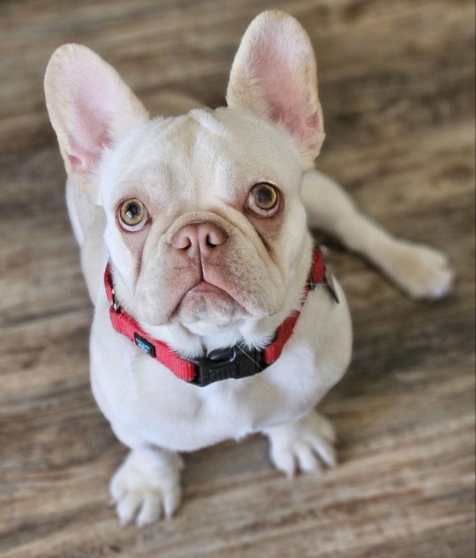 Twinkie, Adopted, Young Female French Bulldog.