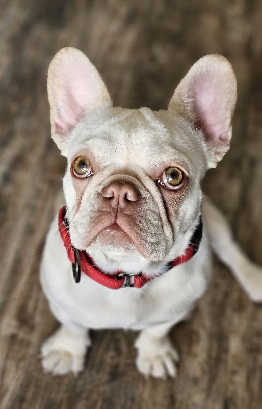 Enlarge Twinkie, a Adopted French Bulldog in San Clemente, CA image 2/3