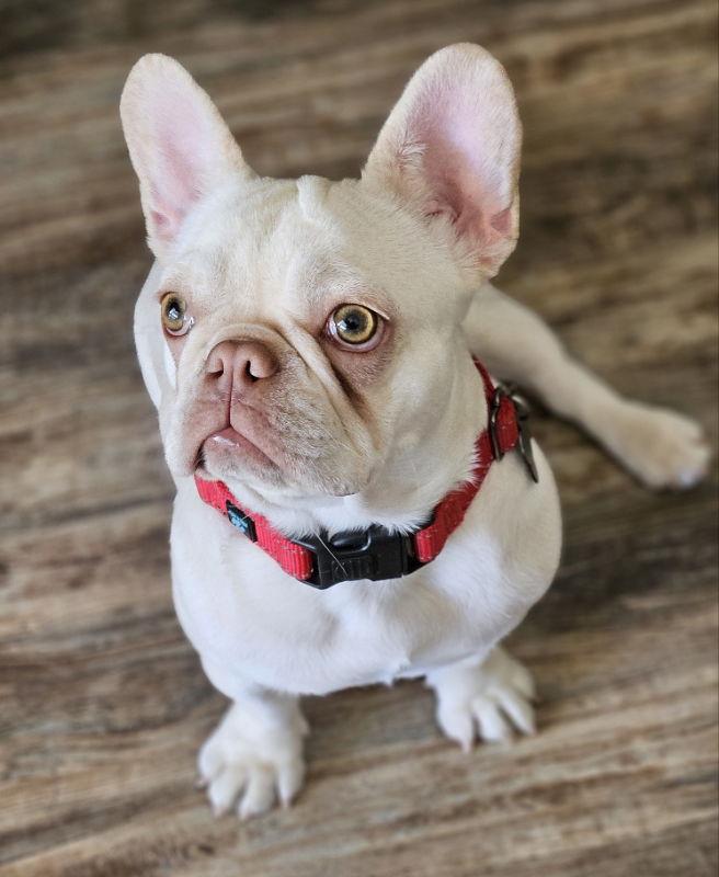 Enlarge Twinkie, a Adopted French Bulldog in San Clemente, CA image 3/3