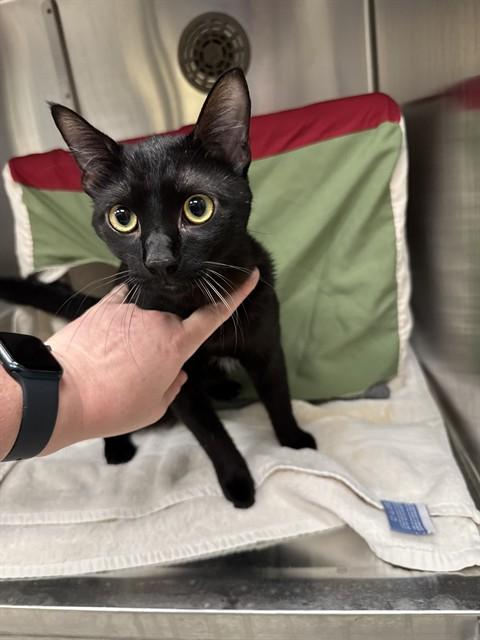 COOLA, Adoptable, Young Male Domestic Short Hair.