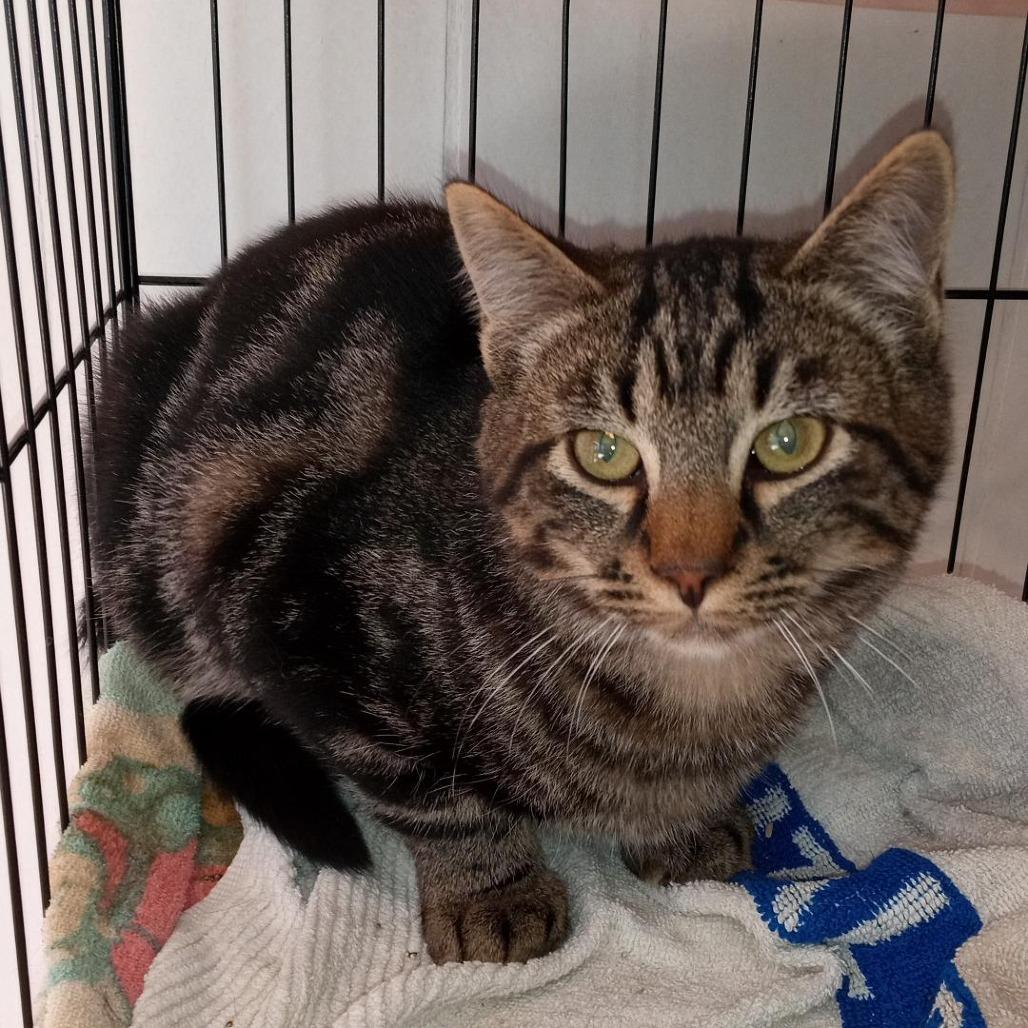 Clark, Adoptable, Young Male Domestic Short Hair.