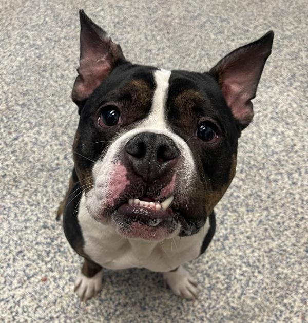 Louie, Adoptable, Adult Male American Bully.