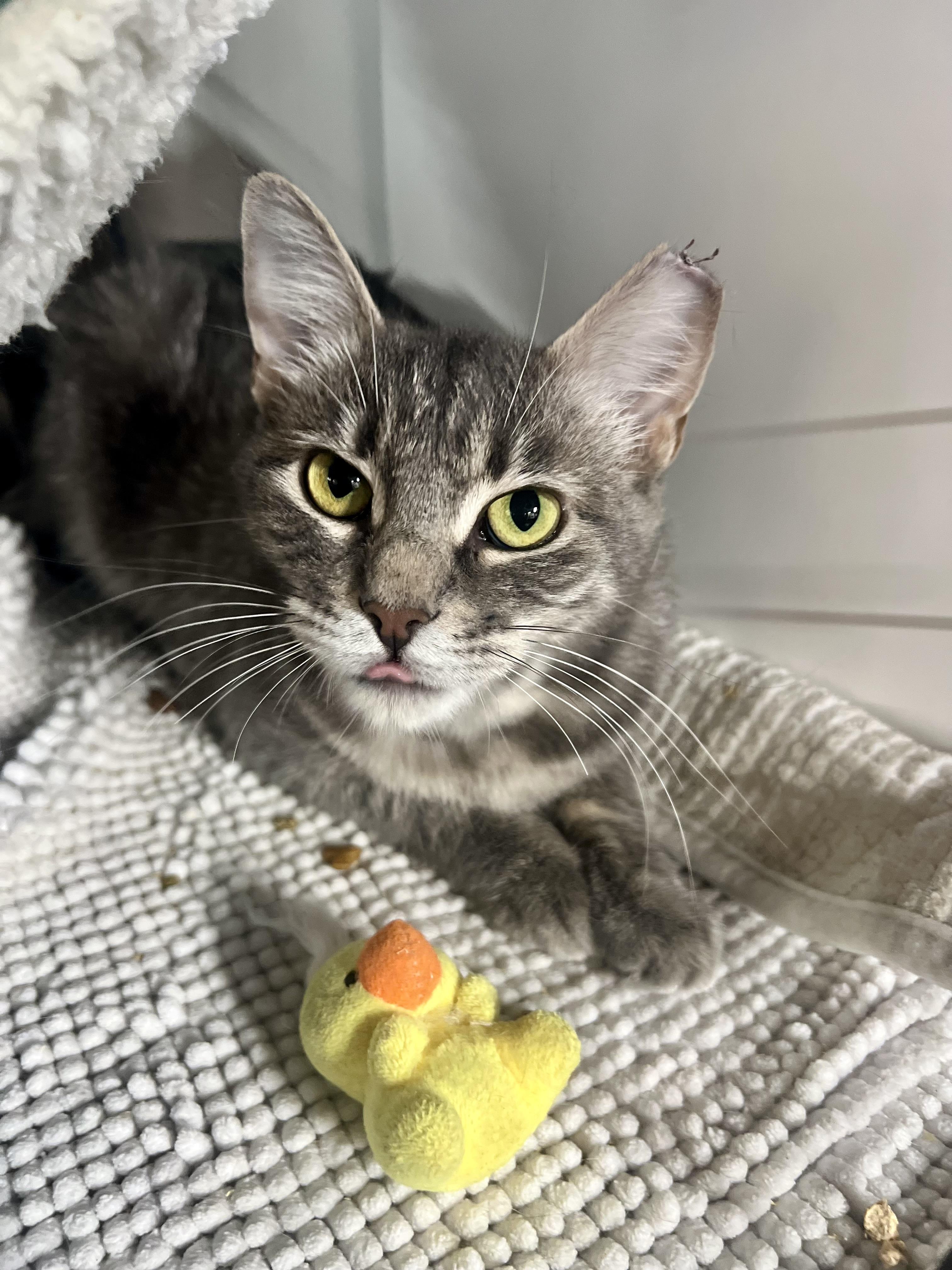 Greta, a generous and incredbly sweet mama, a Adoptable American Shorthair in The Dalles, OR image 2/2